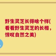 野生灵芝长得啥个样(看看野生灵芝的长相，惊叹自然之美)