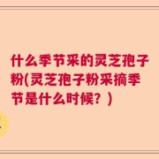 什么季节采的灵芝孢子粉(灵芝孢子粉采摘季节是什么时候？)