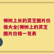 柳树上长的灵芝图片价格大全(柳树上的灵芝图片价格一览表