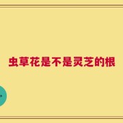 虫草花是不是灵芝的根