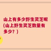 山上有多少野生灵芝呢(山上野生灵芝数量有多少？)