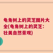 龟角树上的灵芝图片大全(龟角树上的灵芝:壮美自然景观)