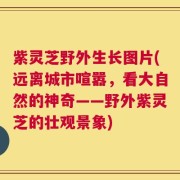 紫灵芝野外生长图片(远离城市喧嚣，看大自然的神奇——野外紫灵芝的壮观景象)