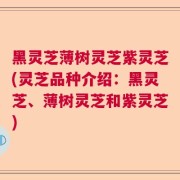 黑灵芝薄树灵芝紫灵芝(灵芝品种介绍：黑灵芝、薄树灵芝和紫灵芝)