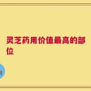 灵芝药用价值最高的部位