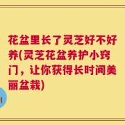 花盆里长了灵芝好不好养(灵芝花盆养护小窍门，让你获得长时间美丽盆栽)