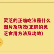 灵芝的正确吃法是什么图片及功效(正确的灵芝食用方法及功效)
