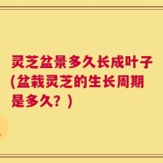 灵芝盆景多久长成叶子(盆栽灵芝的生长周期是多久？)