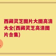 西藏灵芝图片大图高清大全(西藏灵芝高清图片合集)