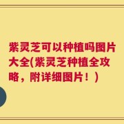 紫灵芝可以种植吗图片大全(紫灵芝种植全攻略，附详细图片！)