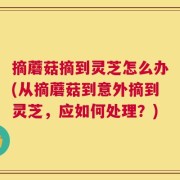 摘蘑菇摘到灵芝怎么办(从摘蘑菇到意外摘到灵芝，应如何处理？)