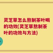 灵芝草怎么熬制茶叶喝的功效(灵芝草熬制茶叶的功效与方法)