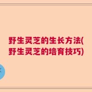 野生灵芝的生长方法(野生灵芝的培育技巧)