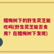 腊梅树下的野生灵芝能吃吗(野生灵芝能否食用？在腊梅树下发现)
