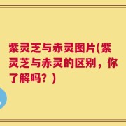 紫灵芝与赤灵图片(紫灵芝与赤灵的区别，你了解吗？)
