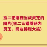 熊二把蘑菇当成灵芝的图片(熊二认错蘑菇为灵芝，网友捧腹大笑)