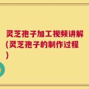 灵芝孢子加工视频讲解(灵芝孢子的制作过程)
