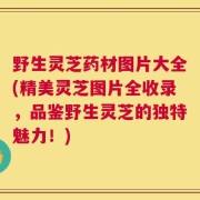 野生灵芝药材图片大全(精美灵芝图片全收录，品鉴野生灵芝的独特魅力！)