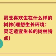 灵芝喜欢生在什么样的树林(理想生长环境：灵芝适宜生长的树林特点)