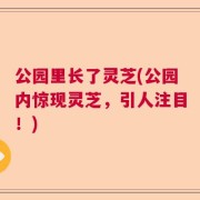 公园里长了灵芝(公园内惊现灵芝，引人注目！)