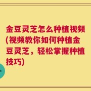 金豆灵芝怎么种植视频(视频教你如何种植金豆灵芝，轻松掌握种植技巧)