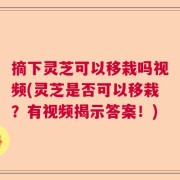摘下灵芝可以移栽吗视频(灵芝是否可以移栽？有视频揭示答案！)