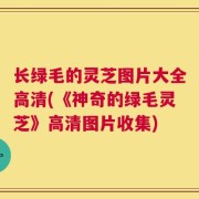 长绿毛的灵芝图片大全高清(《神奇的绿毛灵芝》高清图片收集)