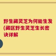 野生藏灵芝为何能生发(藏区野生灵芝生长密诀详解