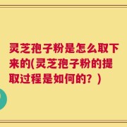 灵芝孢子粉是怎么取下来的(灵芝孢子粉的提取过程是如何的？)