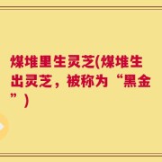 煤堆里生灵芝(煤堆生出灵芝，被称为“黑金”)