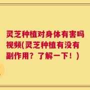 灵芝种植对身体有害吗视频(灵芝种植有没有副作用？了解一下！)