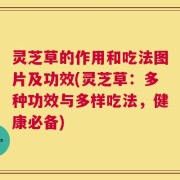灵芝草的作用和吃法图片及功效(灵芝草：多种功效与多样吃法，健康必备)