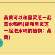 桑黄可以和黑灵芝一起煮水喝吗(能和黑灵芝一起泡水喝的植物：桑黄)