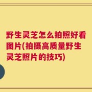 野生灵芝怎么拍照好看图片(拍摄高质量野生灵芝照片的技巧)