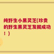 纯野生小黑灵芝(珍贵的野生黑灵芝发掘成功！)