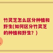 竹灵芝怎么区分种植和野生(如何区分竹灵芝的种植和野生？)