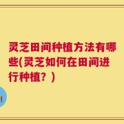 灵芝田间种植方法有哪些(灵芝如何在田间进行种植？)