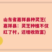 山东省嘉祥县种灵芝(嘉祥县：灵芝种植不仅红了村，还增收致富)