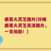 鹿茸火灵芝图片(珍稀鹿茸火灵芝高清图片，一览如新！)