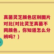 真菌灵芝颜色区别图片对比(对比灵芝真菌不同颜色，你知道怎么分辨吗？)