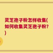 灵芝孢子粉怎样收集(如何收集灵芝孢子粉？)