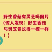 野生香菇有灵芝吗图片(惊人发现：野生香菇与灵芝竟长得一模一样！)