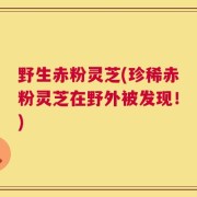 野生赤粉灵芝(珍稀赤粉灵芝在野外被发现！)