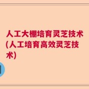 人工大棚培育灵芝技术(人工培育高效灵芝技术)