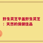 野生灵芝平盖野生灵芝：天然的保健佳品