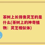 茶树上长得像灵芝的是什么(茶树上的神奇植物：灵芝相似体)