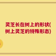 灵芝长在树上的形状(树上灵芝的特殊形态)