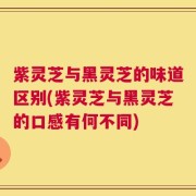 紫灵芝与黑灵芝的味道区别(紫灵芝与黑灵芝的口感有何不同)