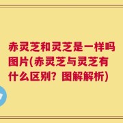 赤灵芝和灵芝是一样吗图片(赤灵芝与灵芝有什么区别？图解解析)