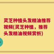 灵芝种植头发精油推荐视频(灵芝种植，推荐头发精油视频赏析)